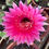 Thumbnail: Echinopsis hybrid 'Marry x Patricia' full pot