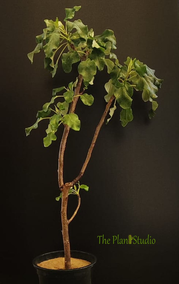 Thumbnail: Uncarina stellulifera (big size - multiple branches, blooming stage)
