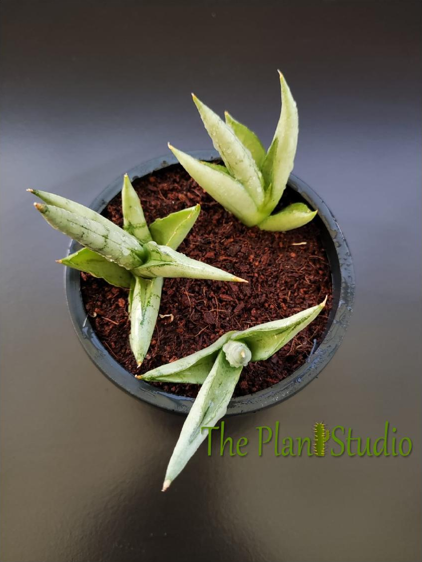 3 x Sansevieria hybrid 'Silver Boncel'