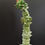 Thumbnail: Euphorbia horrida monstrose