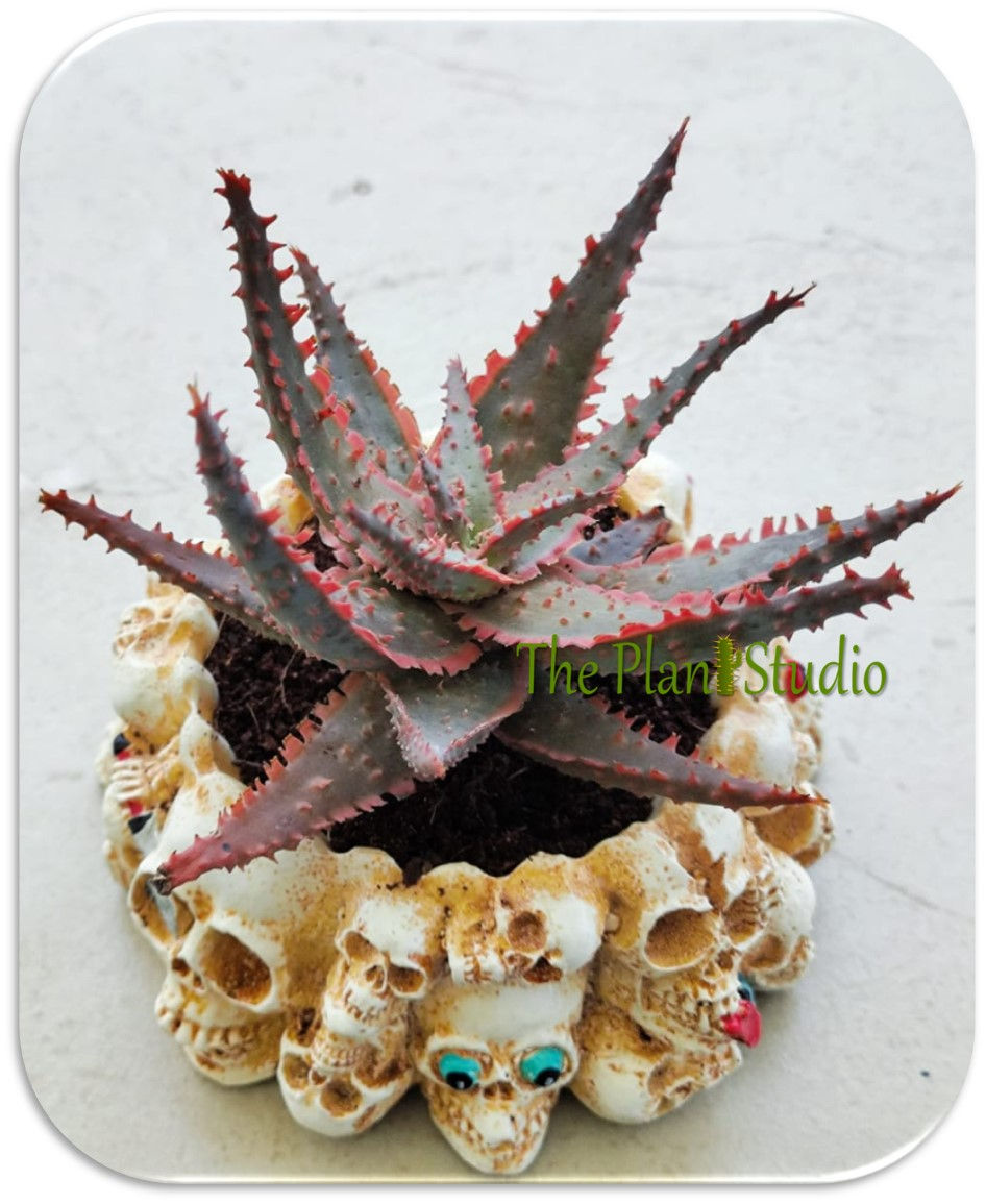 Thumbnail: Aloe hybrid with resin pot