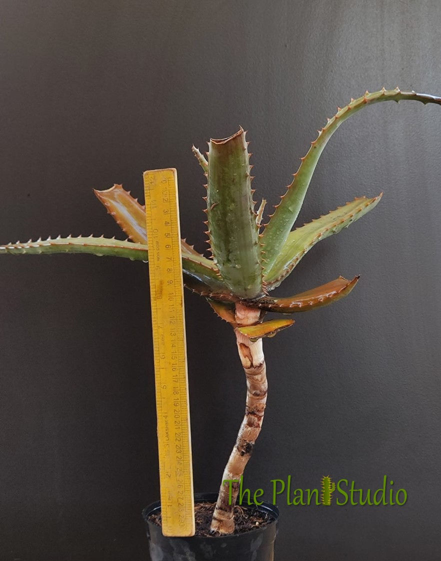 Thumbnail: Aloe castanea (Cat's Tail Aloe; Tree Aloe) seed grown at ThePlantStudio