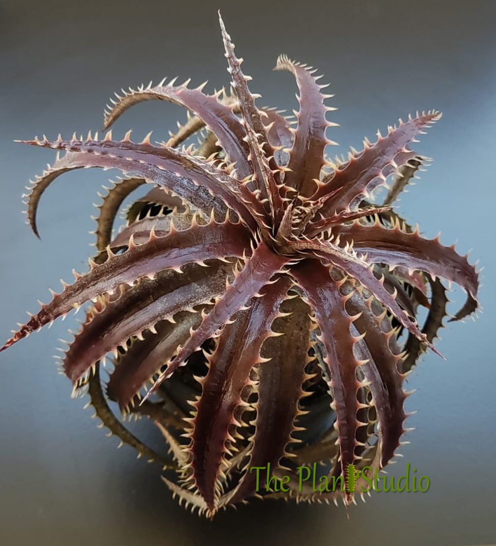 Dyckia hybrid