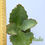Thumbnail: Kalanchoe synsepala