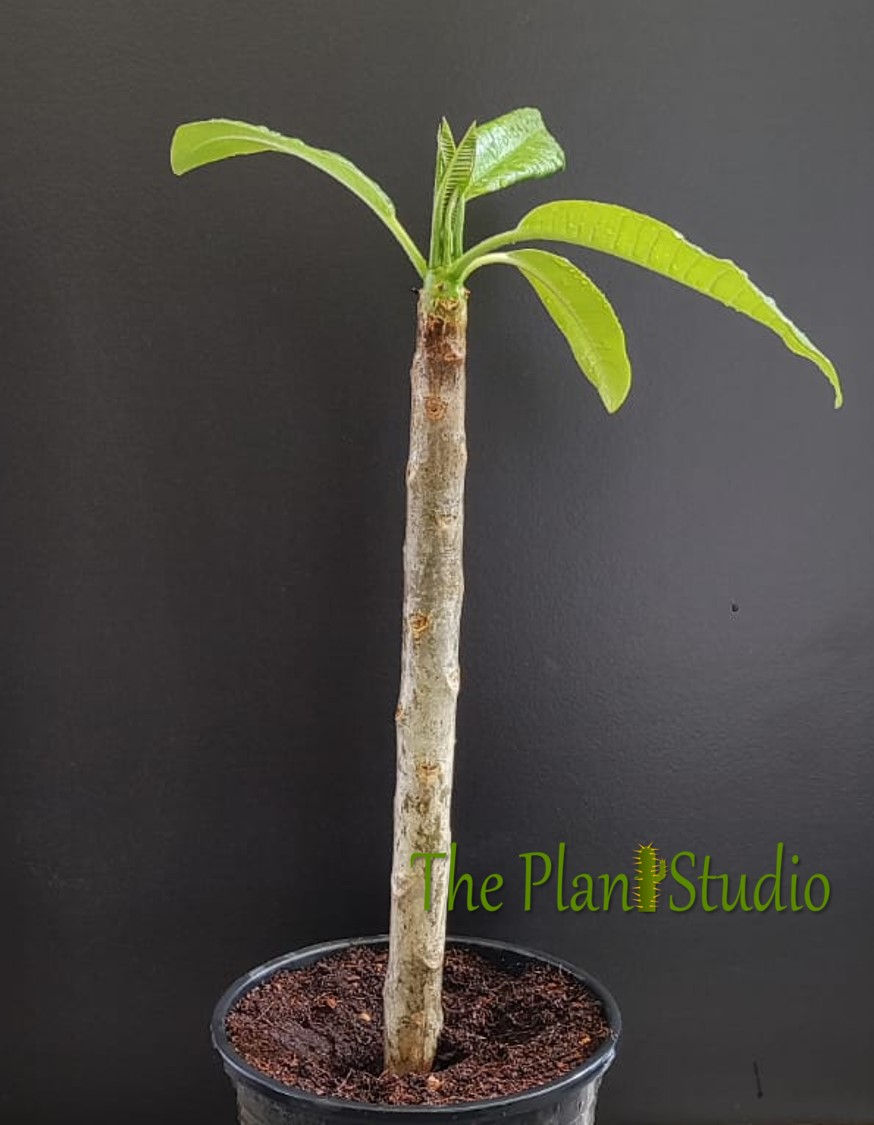 Thumbnail: Plumeria hybrid 'Cancun Pink'