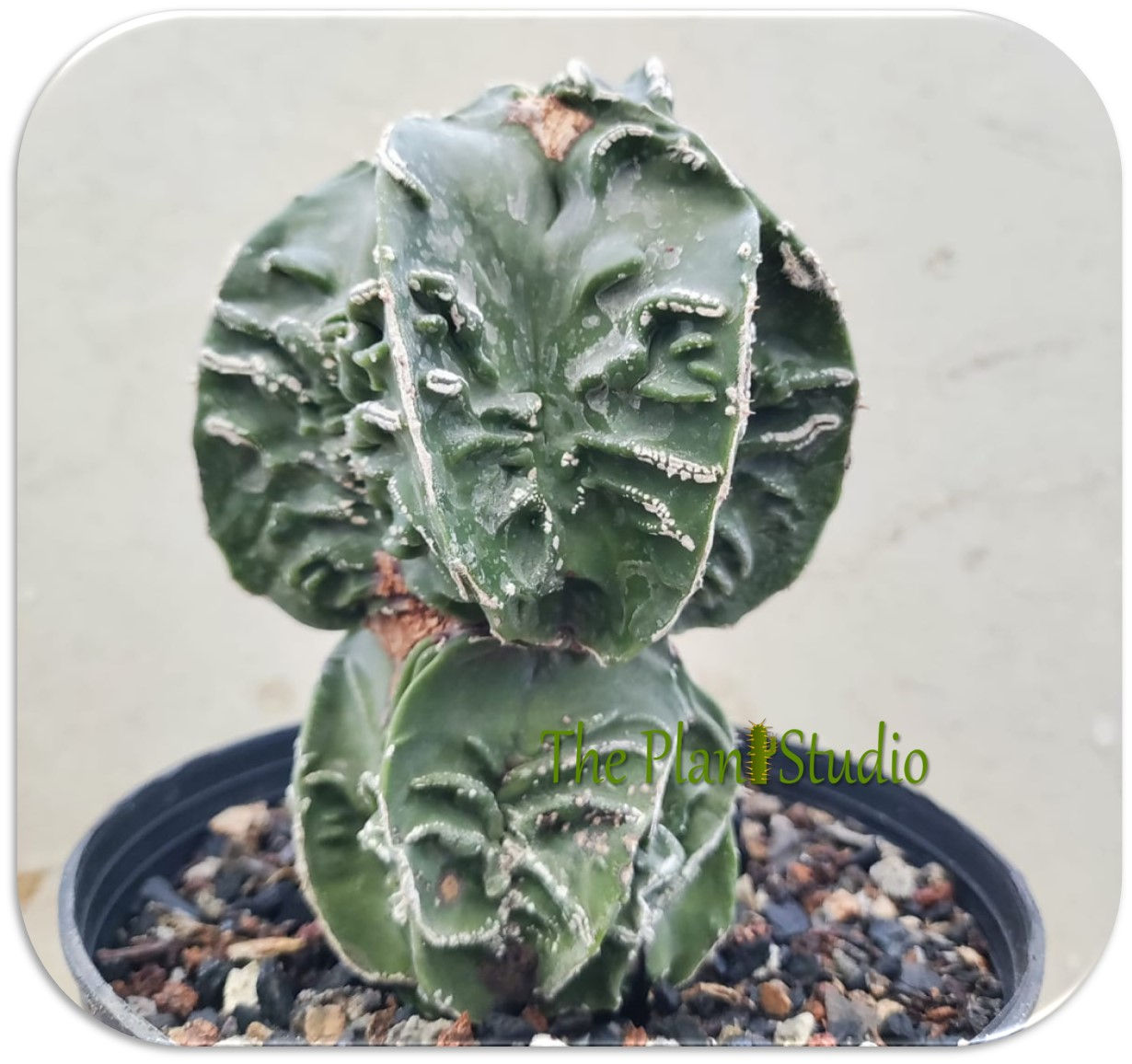 Astrophytum myriostigma 'Kikko' nudum monstrose