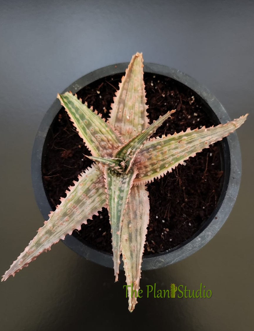 Thumbnail: Aloe hybrid white variegated