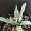 Thumbnail: Agave utahensis v Kaibabensis, seed grown at ThePlantStudio