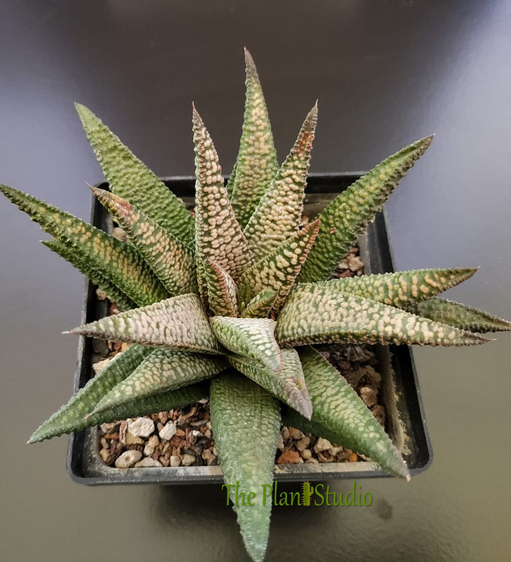Haworthia koelmaniorum 'Nagoriyuki'