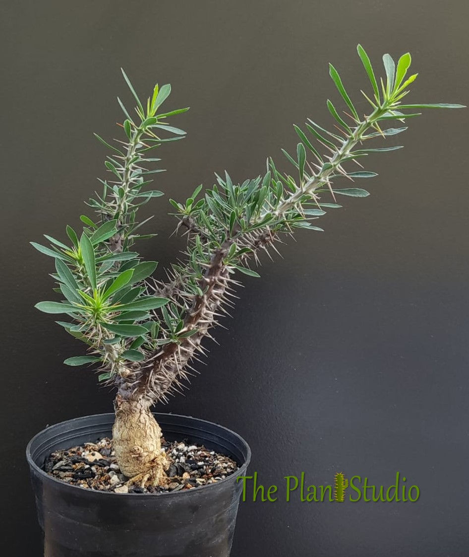Thumbnail: Euphorbia rossii (seed grown @ The Plant Studio)