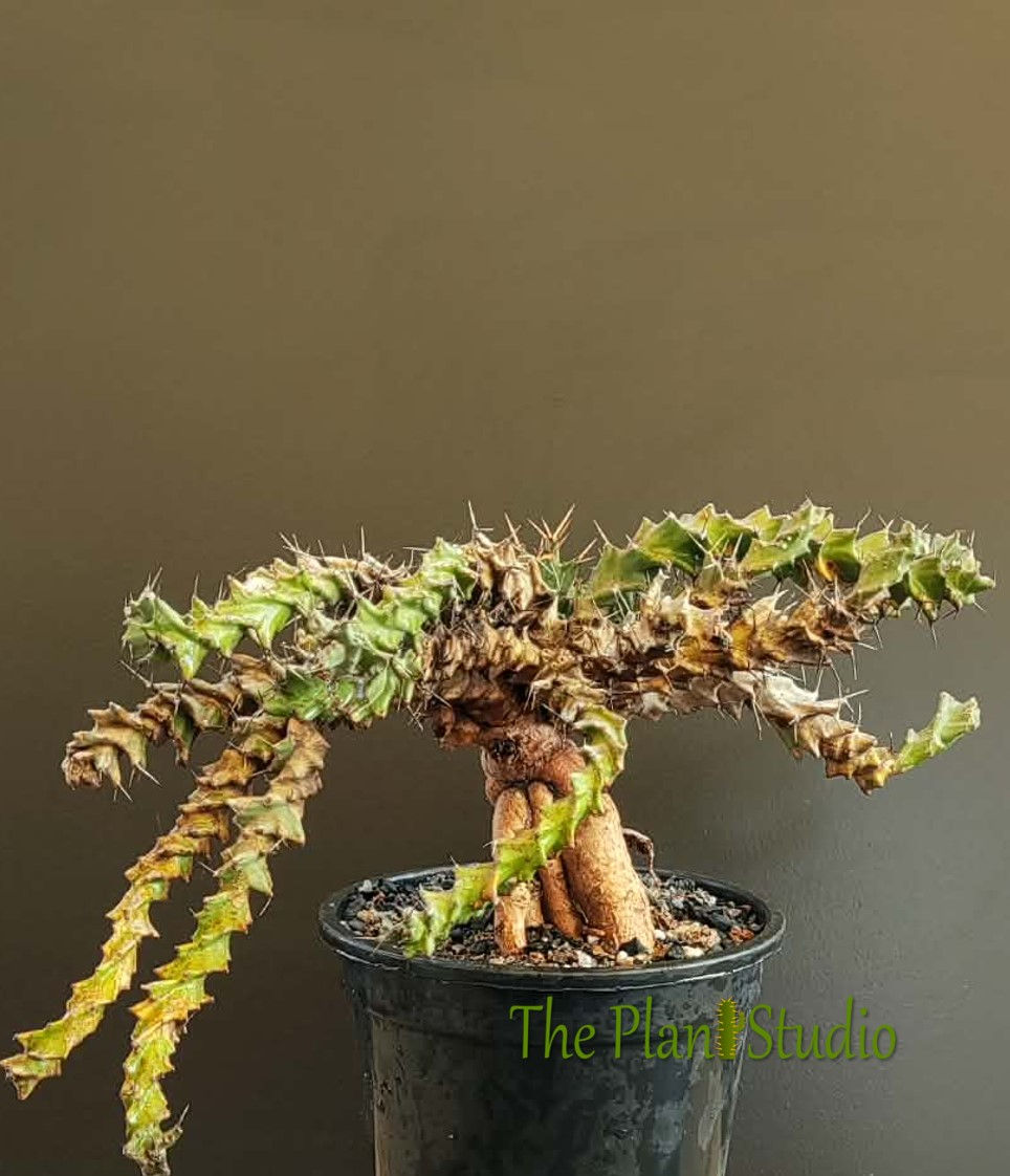 Thumbnail: Euphorbia tortirama (seed grown, 10+ yrs old, 7 inch diameter pot)