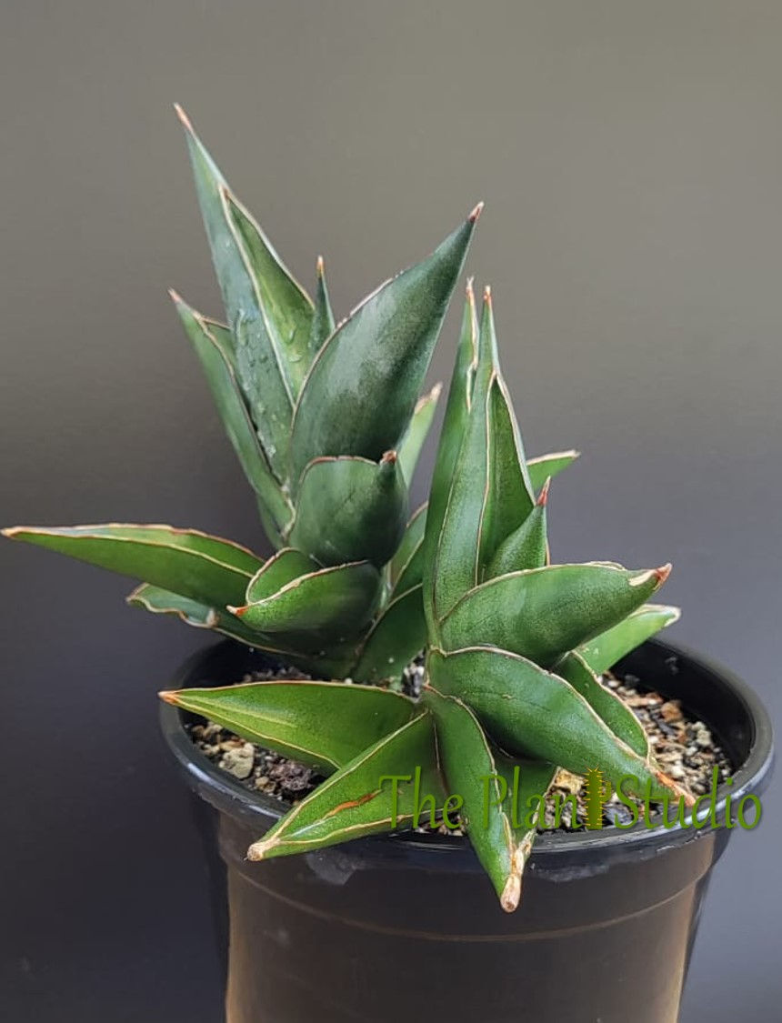 Thumbnail: 2 x Sansevieria hybrid 'Ninja Turtle'