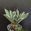 Thumbnail: Agave potatorum cv Cubic