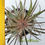 Thumbnail: Dyckia hybrid (seed grown) 7+ offsets; big clump