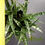 Thumbnail: 5 x Sansevieria hybrid 'Crocodile Rock' (huge clump)
