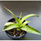 Thumbnail: Agave nuusaviorum (seed grown)