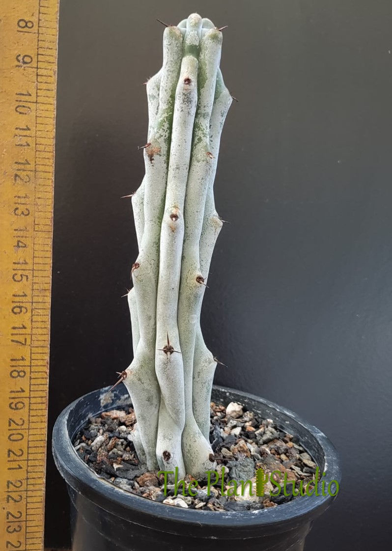 Thumbnail: Stenocereus beneckei