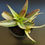 Thumbnail: Aloe maculata variegated (full pot)