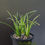 Thumbnail: 3 x Haworthia blackburniae v blackburniae (grass Haworthia)