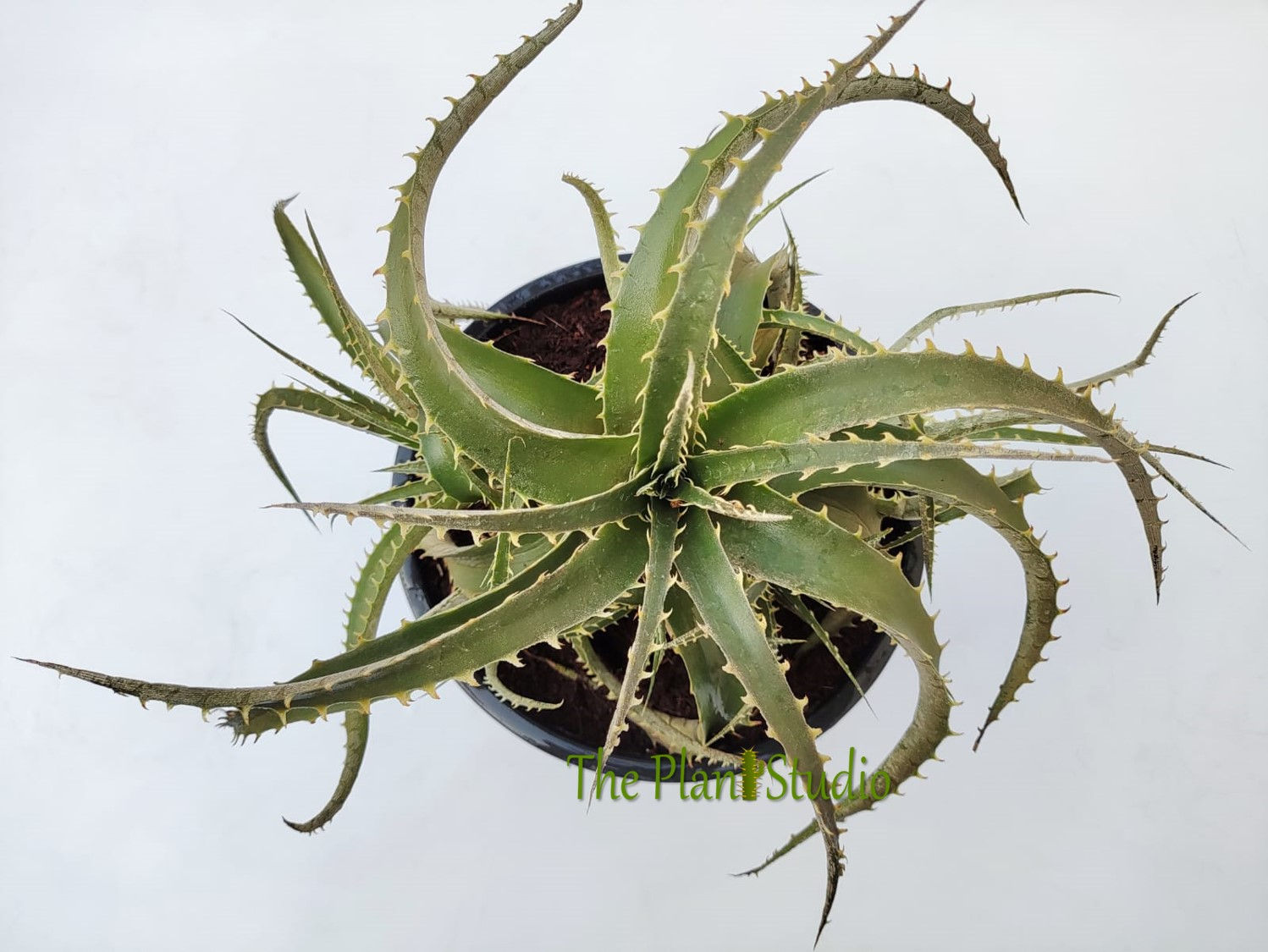 Dyckia hybrid (seed grown) 3+ offsets; big clump