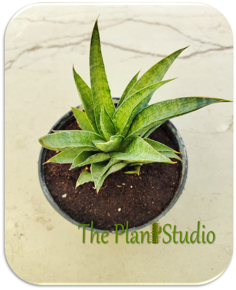 Thumbnail: Sansevieria hybrid 'Asancaya'