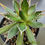 Thumbnail: Agave horrida var. gilbeyi