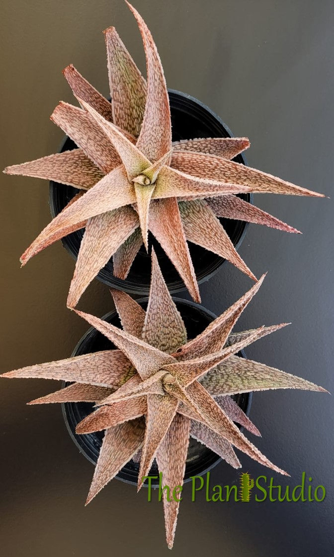 Thumbnail: 2 x Aloe hybrid - big size (seed grown at ThePlantStudio)