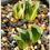 Thumbnail: 2 x Haworthia truncata variegated