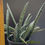Thumbnail: Sansevieria fischeri clump (8 plants) some leaves are slighlty variegated
