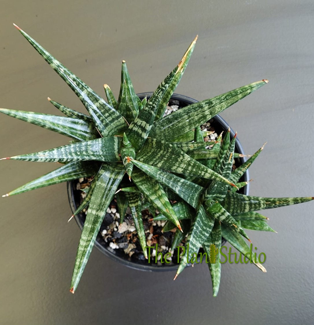 2 x Sansevieria hybrid 'Black Diamond' (big size, full pot, 5 plants)