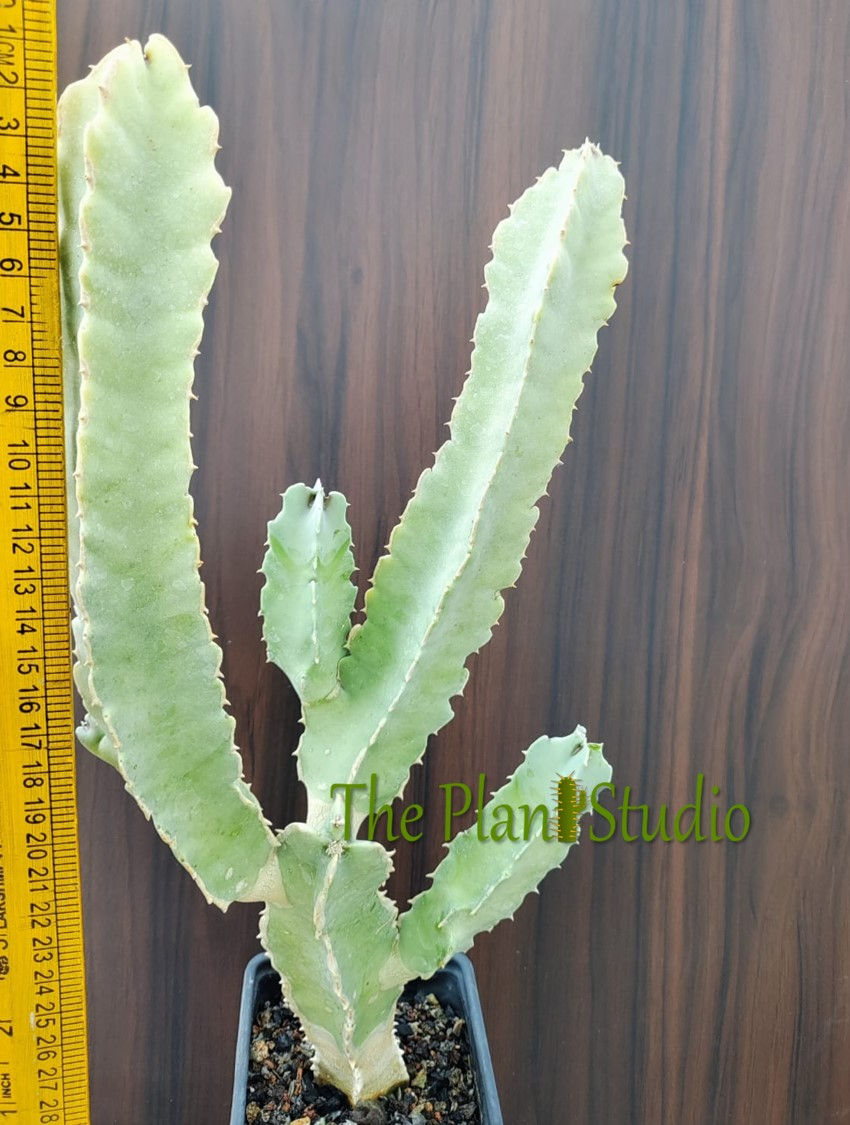 Thumbnail: Caralluma speciosa clump (1 feet+)