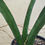 Thumbnail: Sansevieria sinus-simiorum R979 specimen size (1+ feet tall)