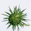 Thumbnail: Agave x leopoldii (Large size)