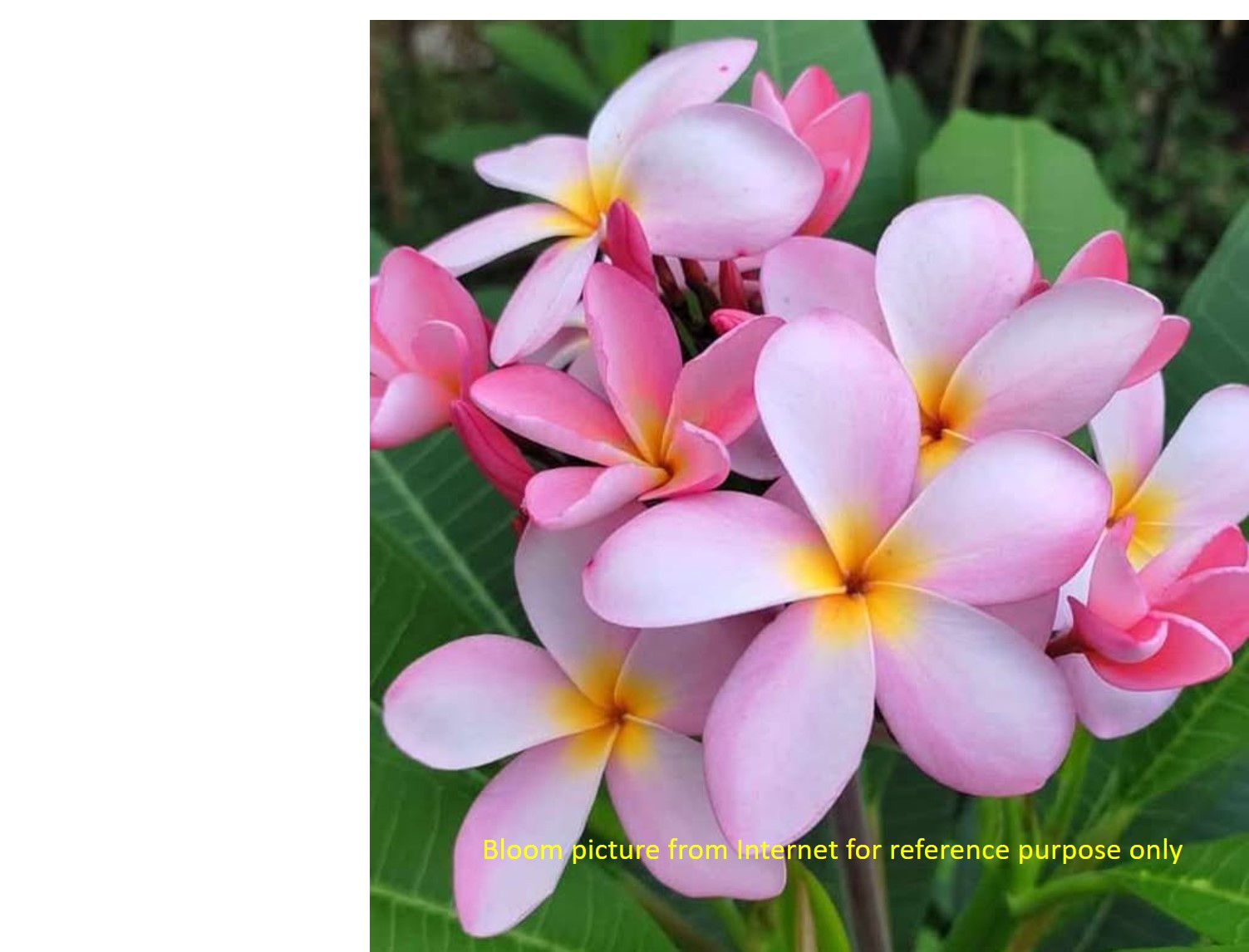 Plumeria hybrid 'Cancun Pink' unrooted