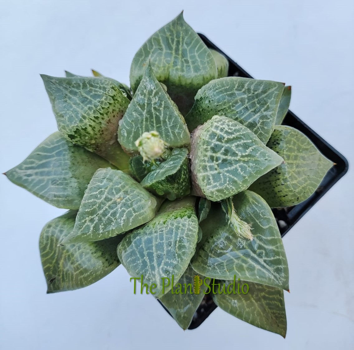 Haworthia emelyae hybrid