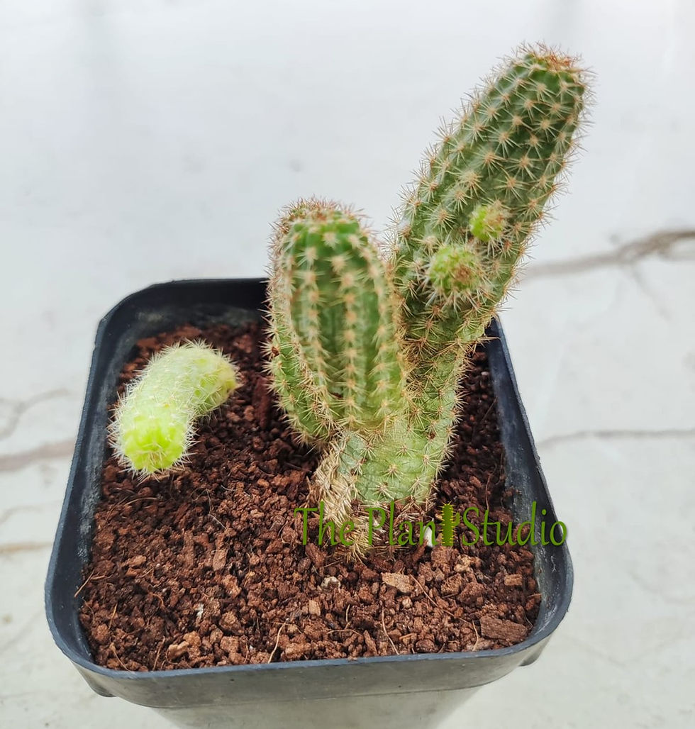 Thumbnail: Chamaecereus hybrid 'Kleinblut's Violet' clump