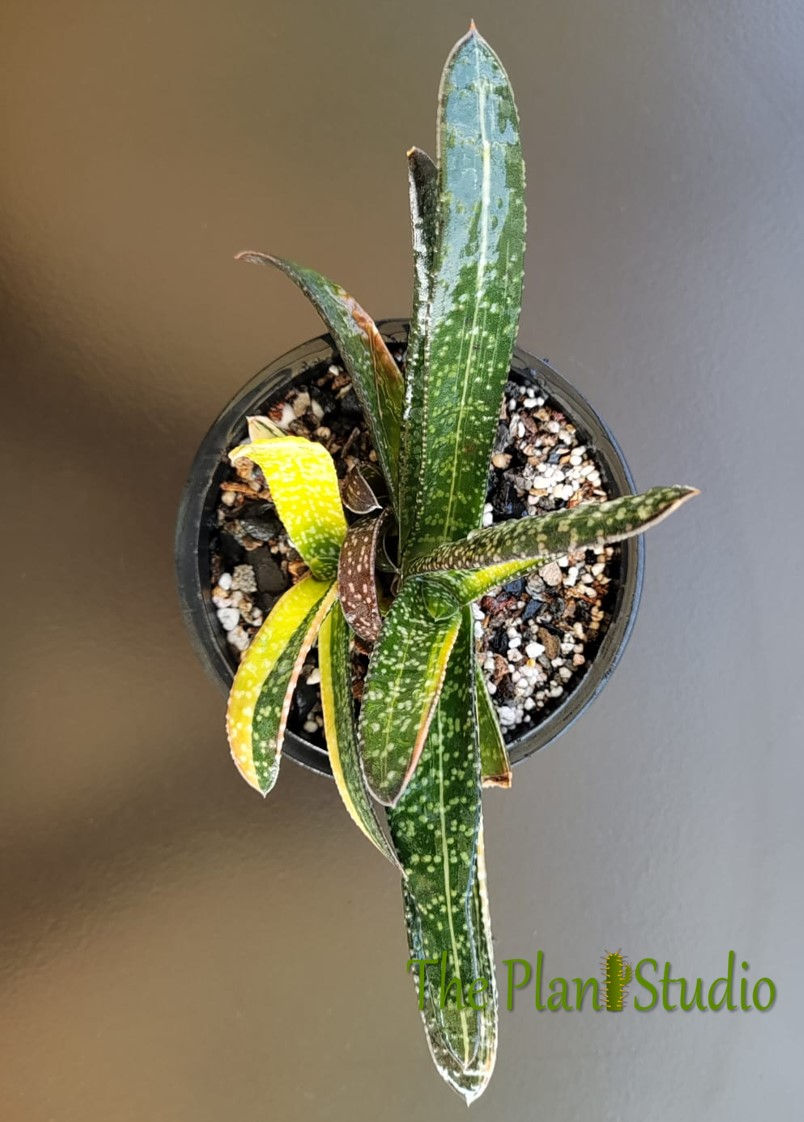 Gasteria carinata var. verrucosa variegated clump (4 plants)
