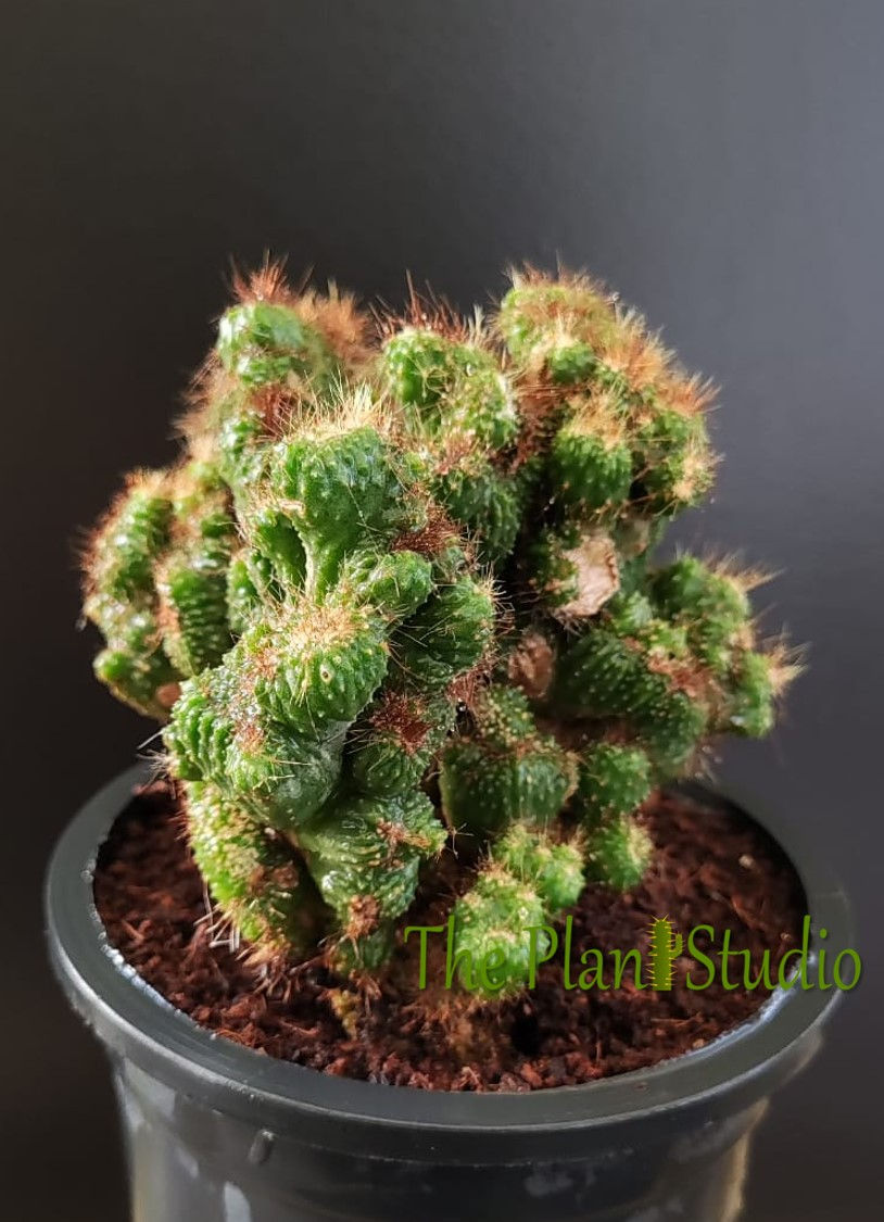 Cereus wild crest