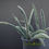 Thumbnail: Sansevieria fischeri clump (8 plants) some leaves are slighlty variegated
