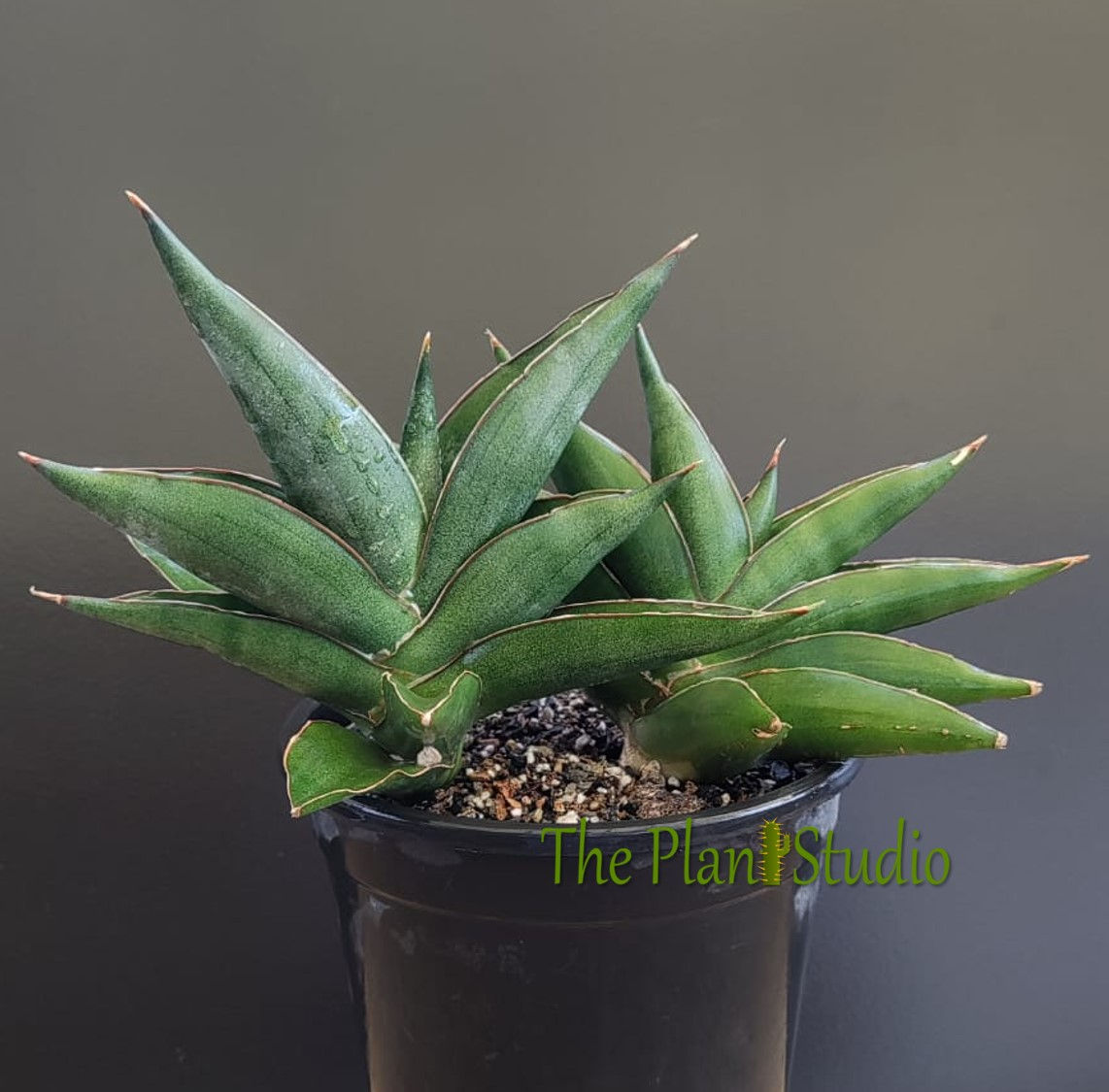 2 x Sansevieria hybrid 'Ninja Turtle'
