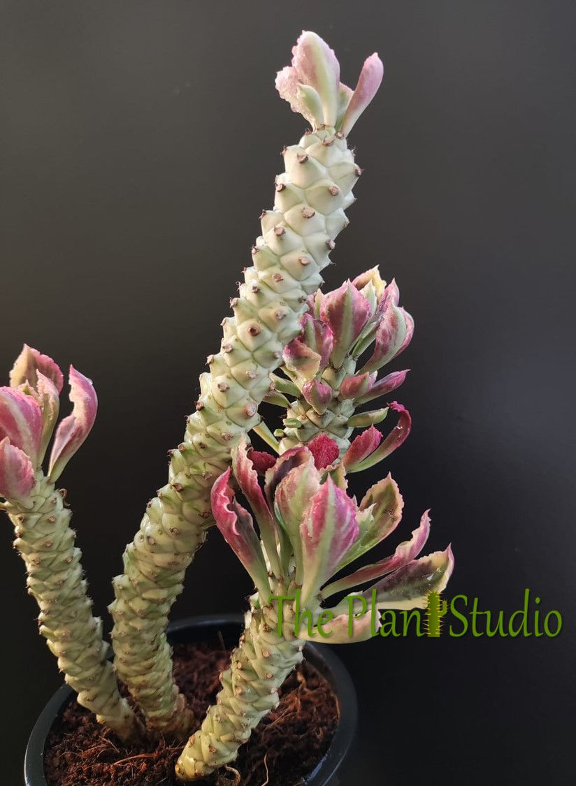 Thumbnail: Euphorbia neostapelioides variegated (full pot)