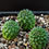 Thumbnail: 3 x Euphorbia gymnocalyciodes