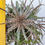 Thumbnail: Dyckia hybrid (seed grown) 7+ offsets; big clump
