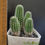 Thumbnail: 4 x Trichocereus hybrid 'Flying Saucer'