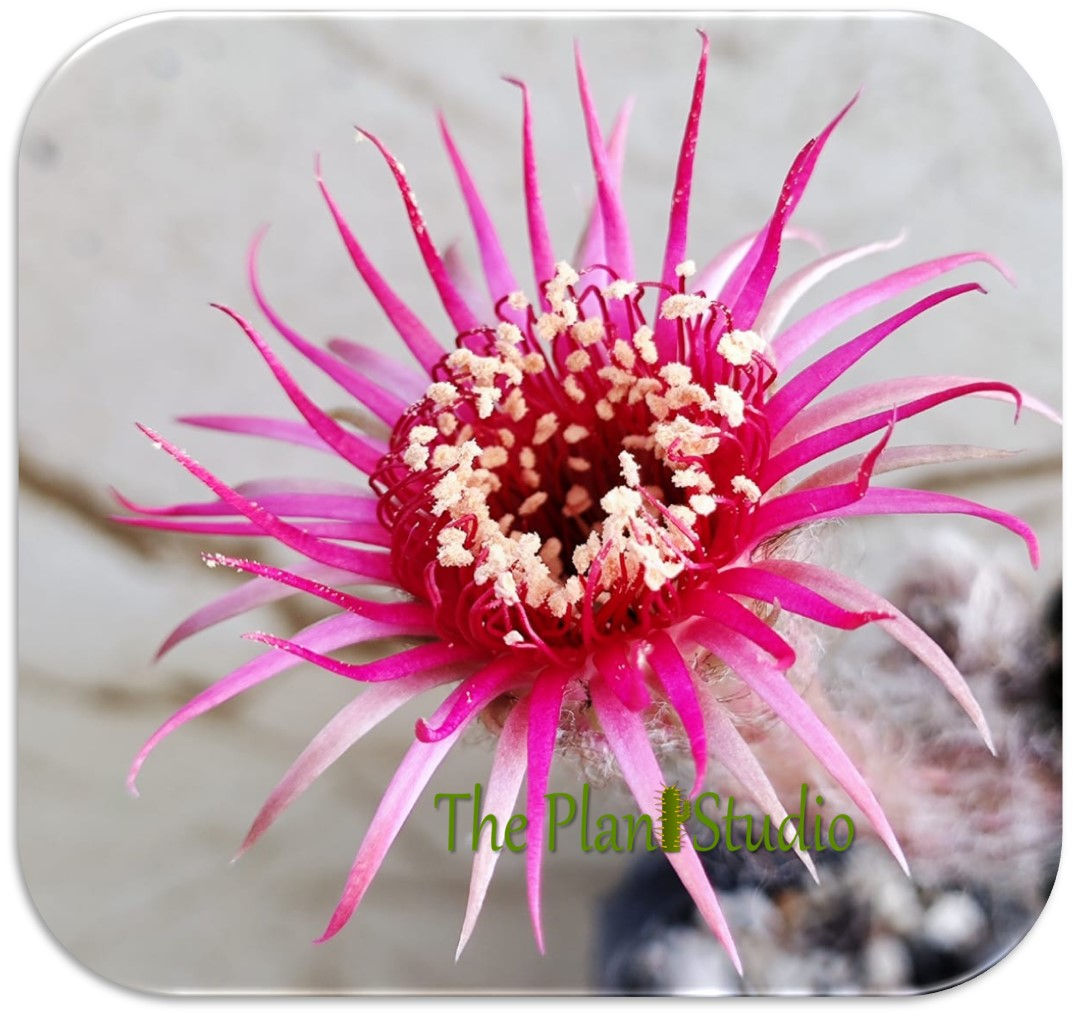 5 x Lobivia hybrid 'Shinshowa' Pink