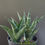 Thumbnail: 3 x Sansevieria hybrid 'Black Mlandii'
