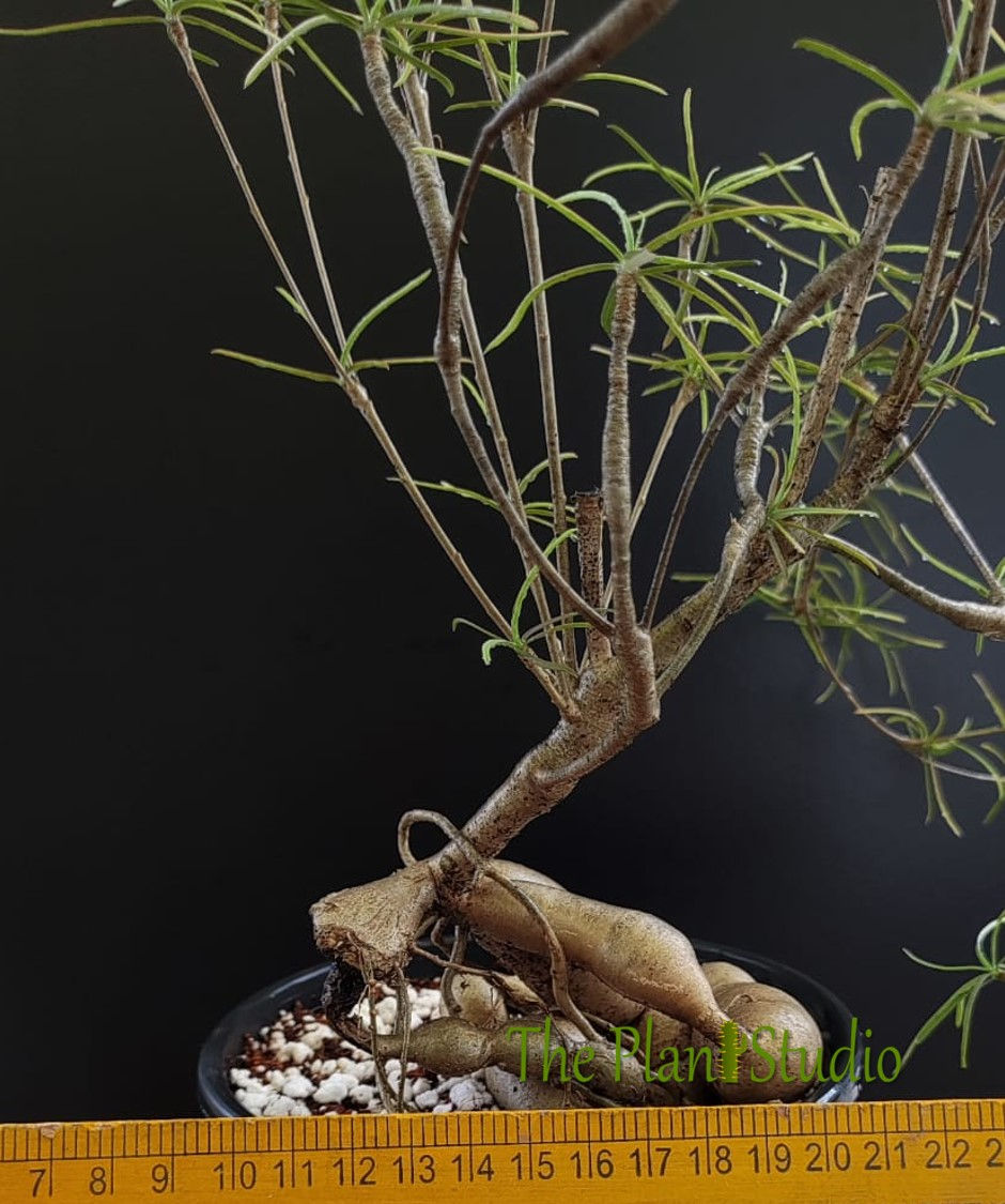 Thumbnail: Euphorbia hedyetoides (big plant)