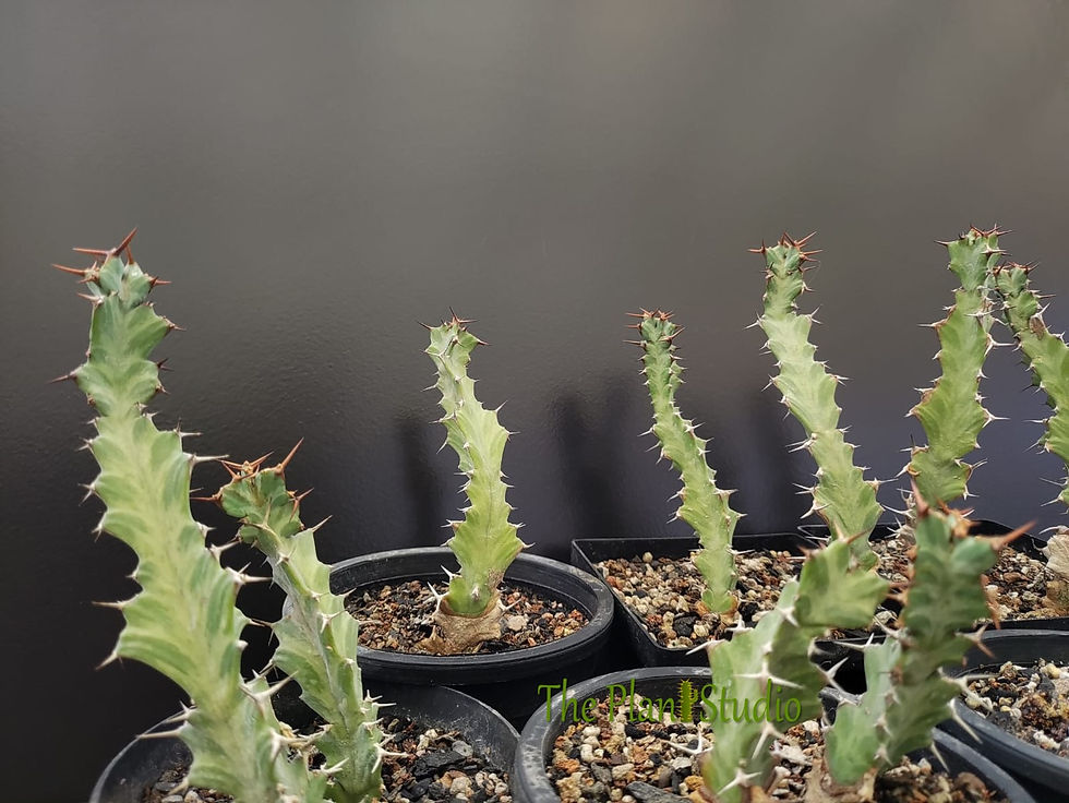 Thumbnail: 11 x Euphorbia mkuziensis (extremely rare in cultivation)
