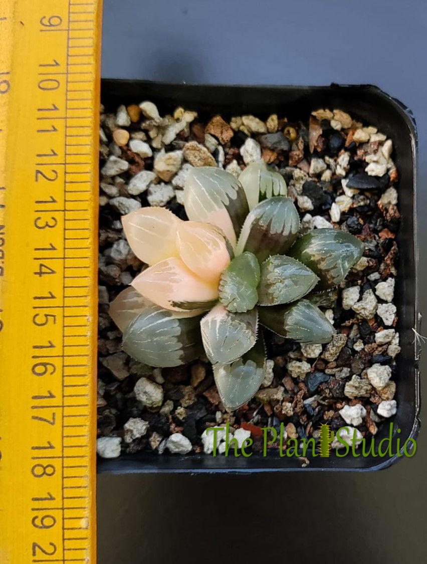 Thumbnail: Haworthia obtusa variegated half-moon