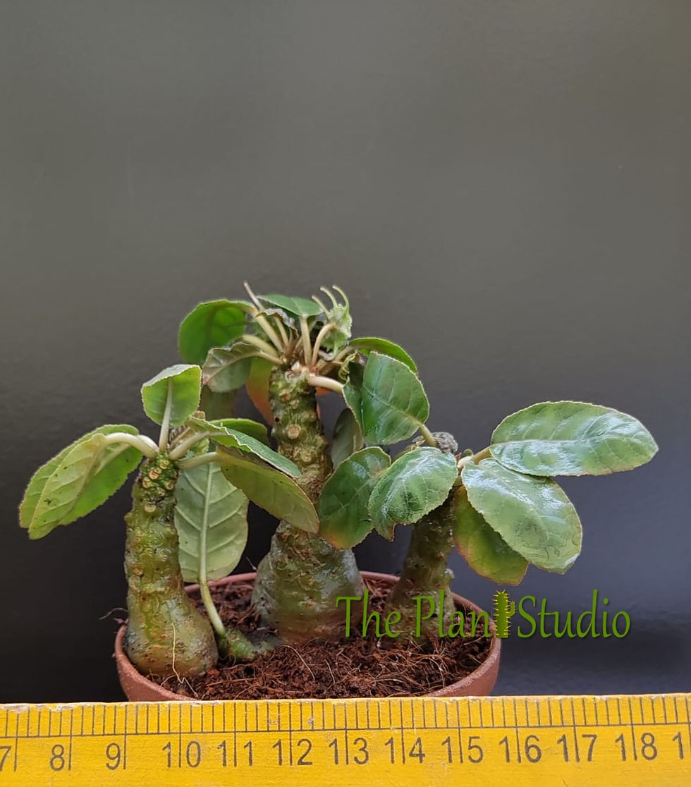 Thumbnail: 3 x Dorstenia foetida